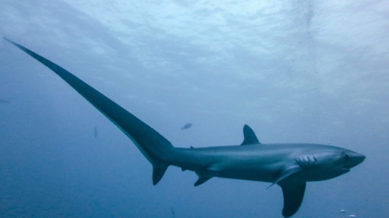 Malta kıyılarının kabusu: Köpekbalığı saldırıları