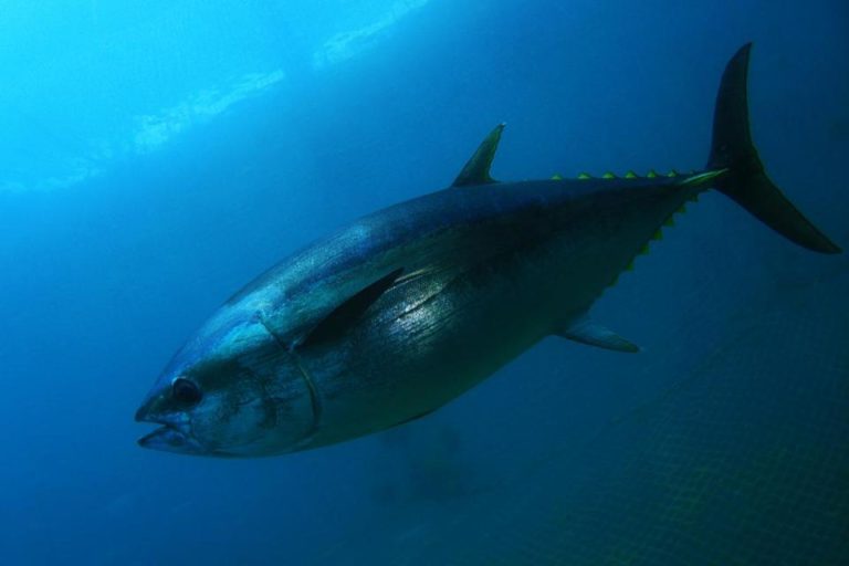 AB, Malta ton balığı çiftçileri için yetiştirilebilecek balık miktarının üst sınırını artırdı