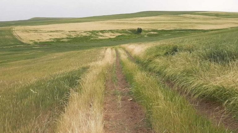 Türkiye’nin güneydoğusunda kuraklık bakliyata yüzde 80 zarar verdi