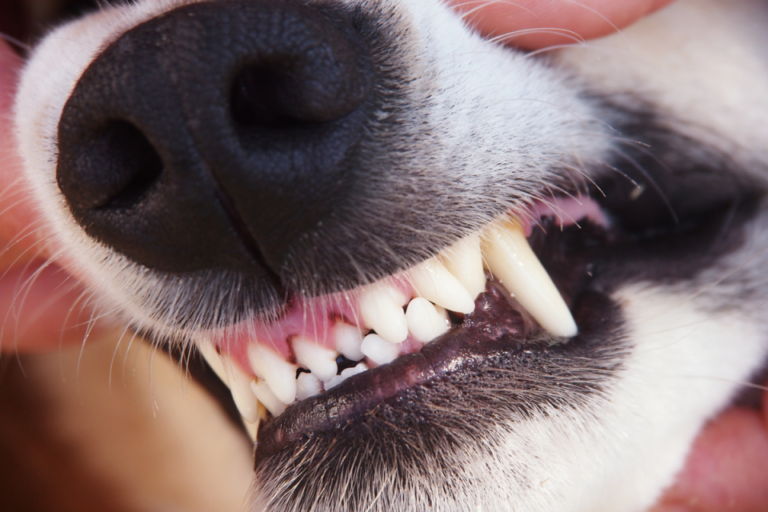 Parkta oynayan çocuğa köpek saldırısı