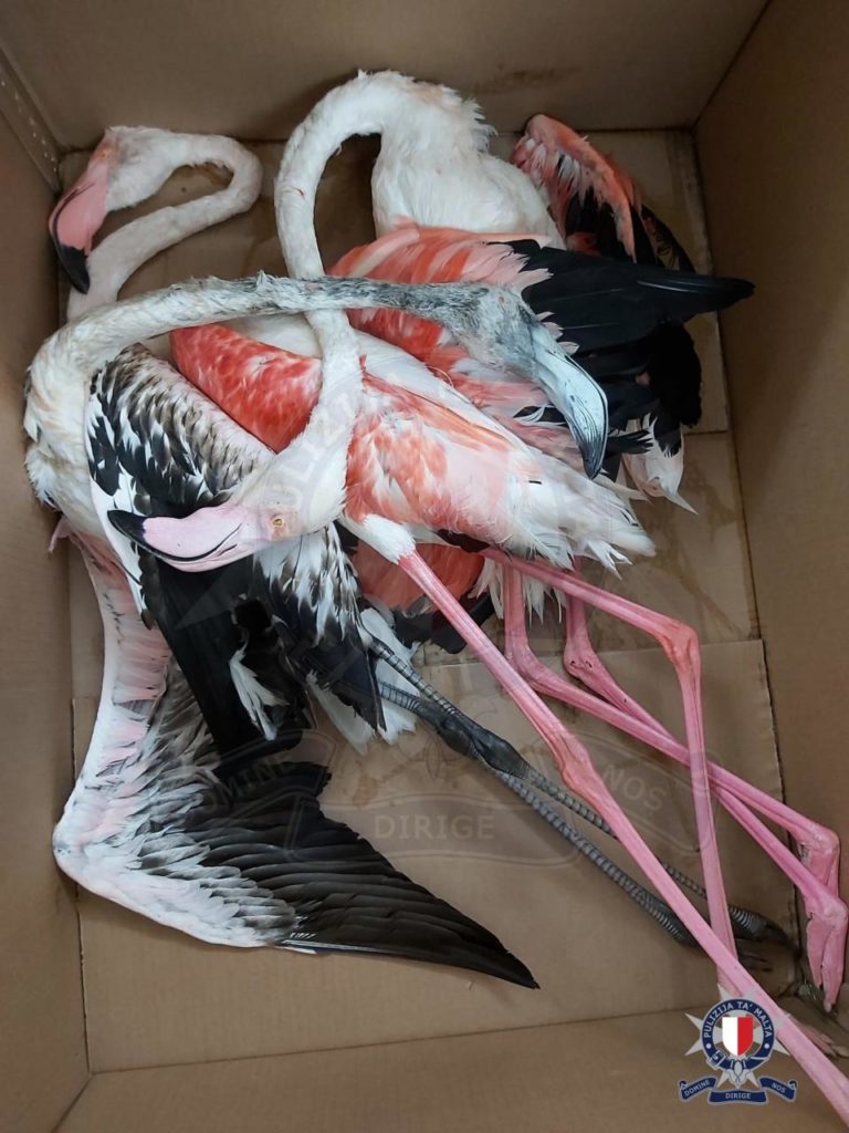 Dört Flamingoyu vurarak öldüren avcı tutuklandı