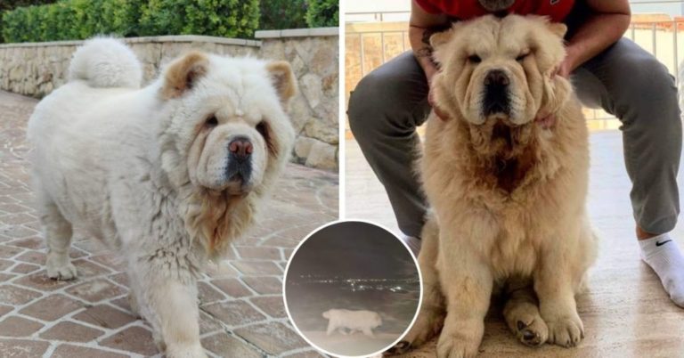 Kayıp köpek Mika’yı bulmaya yardım edene 1.000 Euro ödül