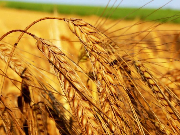 Hükümet, buğday ve tahıl ithalatçılarına likitide desteği sağlayacak