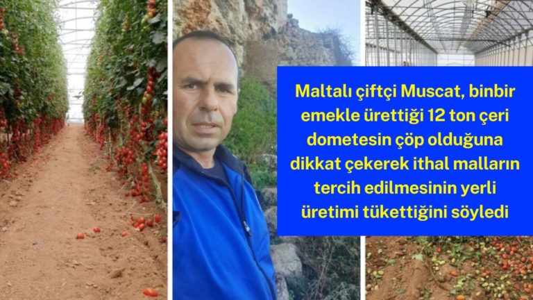 Maltalı çiftçinin mahsulü 12 ton çeri dometes çöp oldu