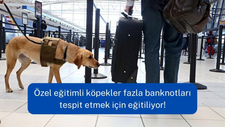 Eğitimli köpekler fazla parayı koklayarak buluyor!