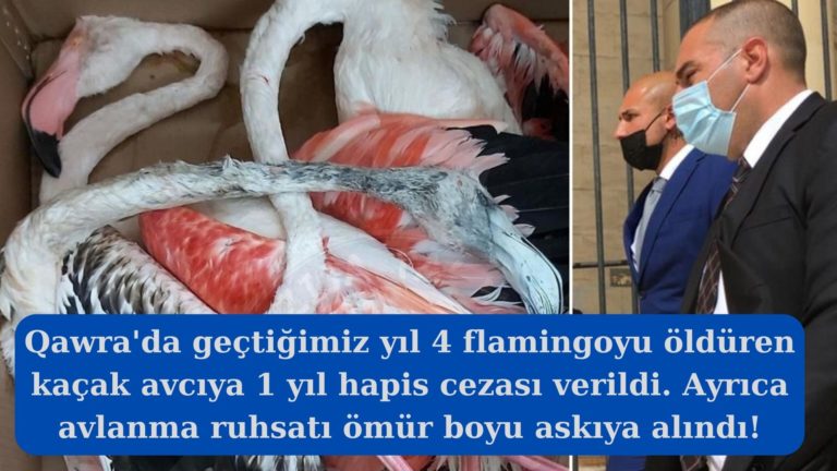 Dört flamingoyu öldüren sanığa1 yıl hapis cezası!