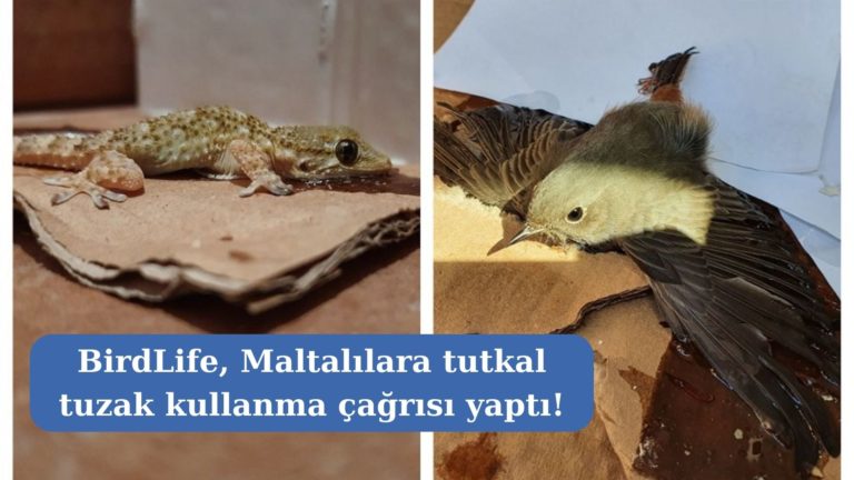 BirdLife’tan vatandaşlara tutkal tuzakları kullanmama çağrısı!