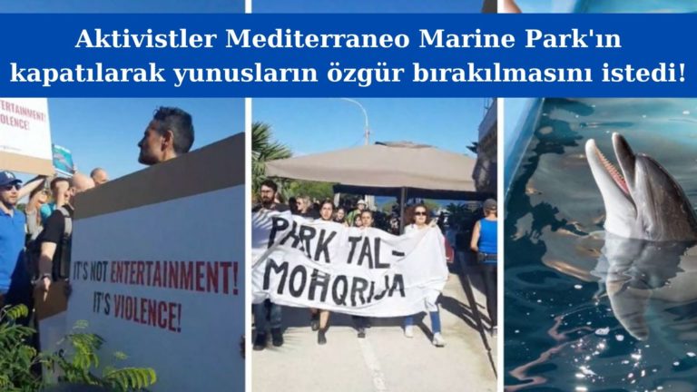 Malta’da aktivistler deniz parkının kapatılmasını istiyor!