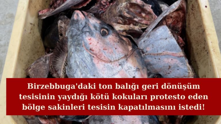 Birzebbugalılar ton balığı tesisine karşı mücadele ediyor!