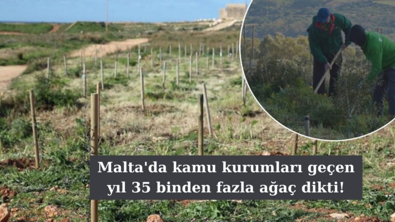 Malta’da kamu kurumları geçen yıl 35 binden fazla ağaç dikti!