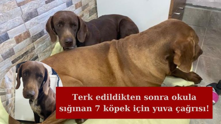 Terk edildikten sonra okula sığınan köpeklere yuva çağrısı!