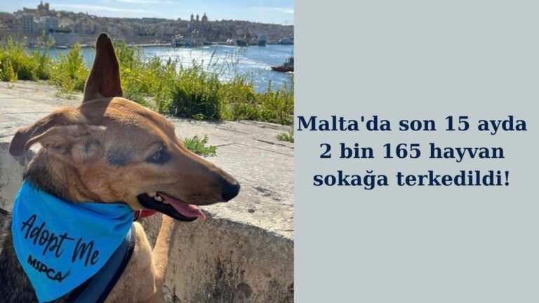 Malta’da son 15 ayda 2 bin 165 hayvan terkedildi!
