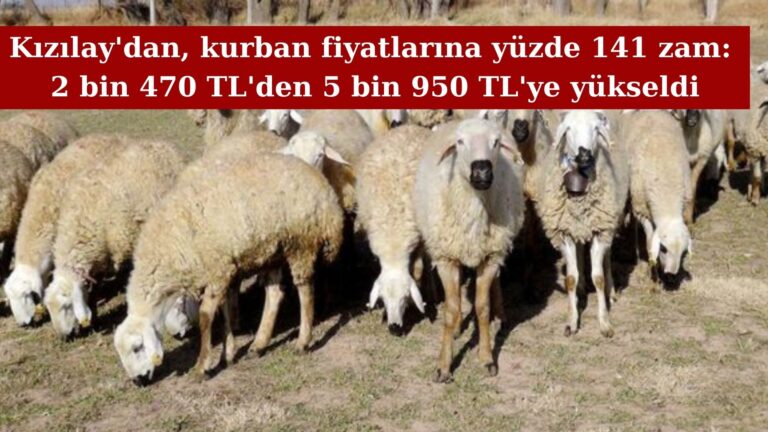 Kurban fiyatlarına yüzde 141 zam geldi!