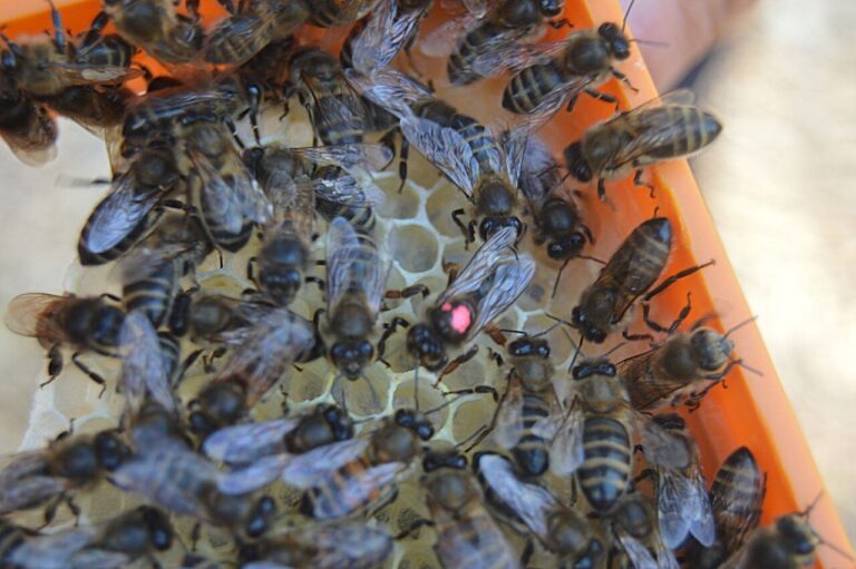 Malta’da Maltese Honeybee’nin Genetik Yapısı Tehlikede!