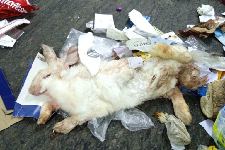 WasteServ Uyarısına Rağmen Ölü Tavşanlar Geri Dönüşüm Torbalarına Atıldı