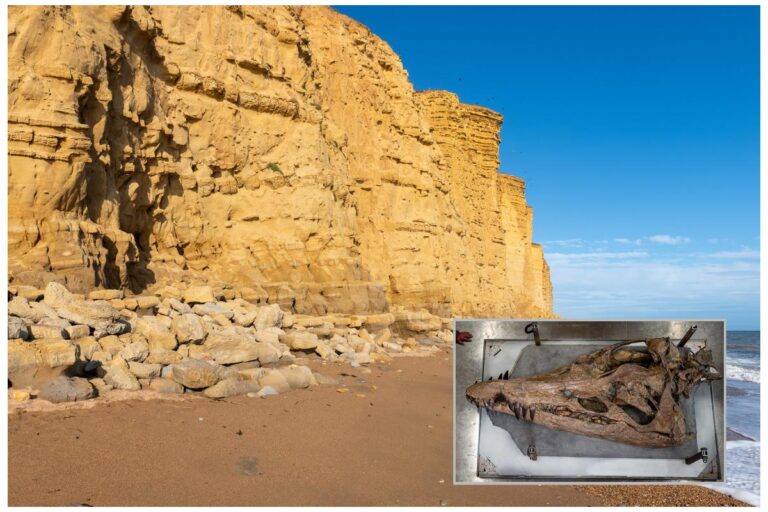 Dorset Kayalıklarında 150 Milyon Yıllık Deniz Canavarının Kafatası Keşfedildi