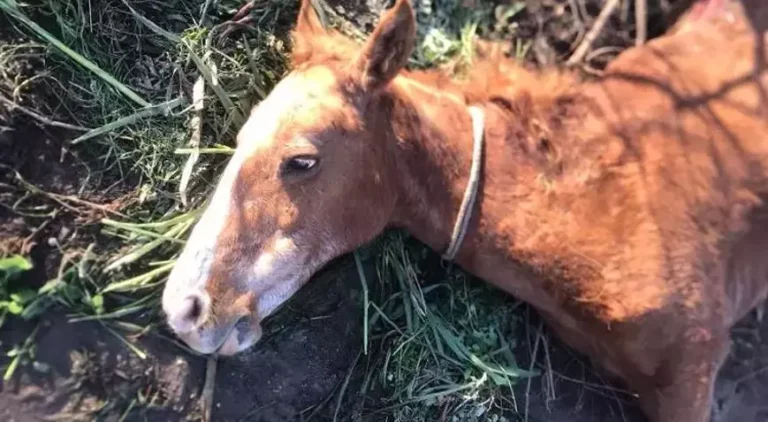 Açlık ve Susuzluktan Ölen At Hakkında Yapılan Soruşturma Sürüyor