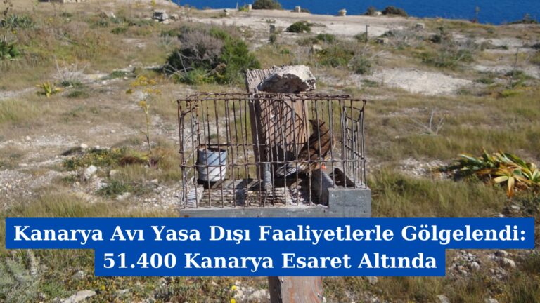 Kanarya Avı Yasa Dışı Faaliyetlerle Gölgelendi: 51.400 Kanarya Esaret Altında