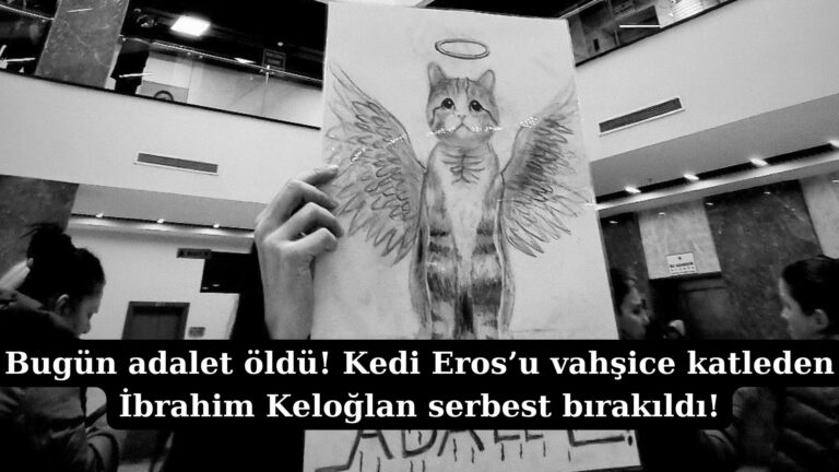 Bugün adalet öldü! Kedi Eros’u vahşice katleden İbrahim Keloğlan serbest bırakıldı!