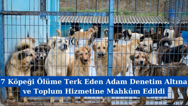 7 Köpeği Ölüme Terk Eden Adam Denetim Altına ve Toplum Hizmetine Mahkûm Edildi