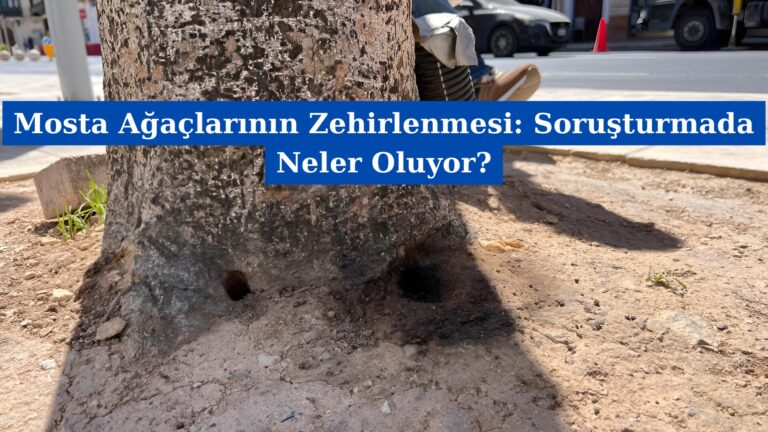 Mosta Ağaçlarının Zehirlenmesi: Soruşturmada Neler Oluyor?