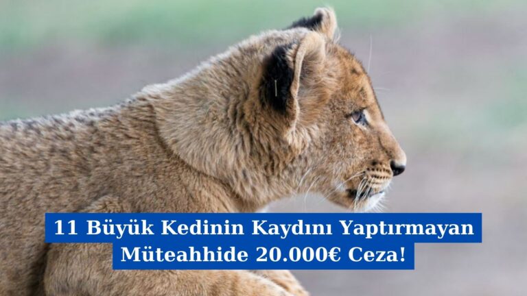 11 Büyük Kedinin Kaydını Yaptırmayan Müteahhide 20.000€ Ceza!