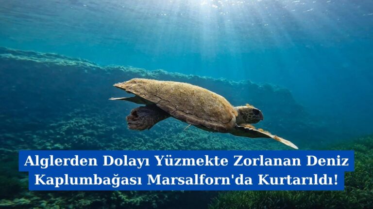 Alglerden Dolayı Yüzmekte Zorlanan Deniz Kaplumbağası Marsalforn’da Kurtarıldı!