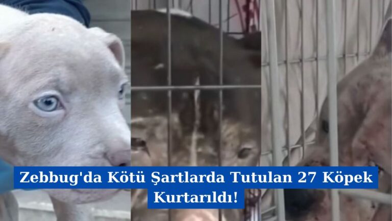 Zebbug’da Kötü Şartlarda Tutulan 27 Köpek Kurtarıldı!