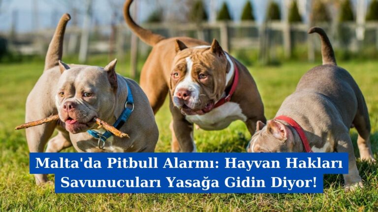 Malta’da Pitbull Alarmı: Hayvan Hakları Savunucuları Yasağa Gidin Diyor!