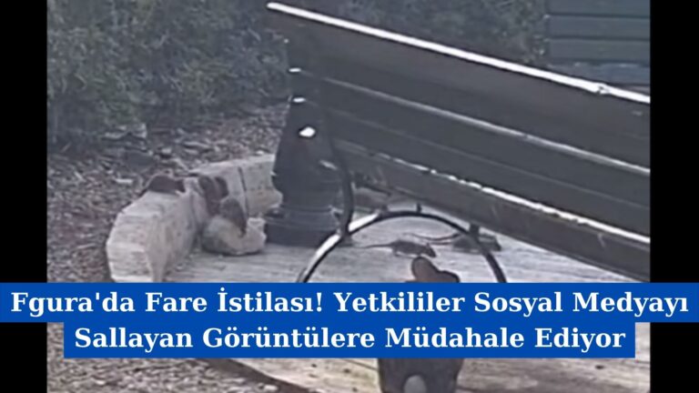 Fgura’da Fare İstilası! Yetkililer Sosyal Medyayı Sallayan Görüntülere Müdahale Ediyor