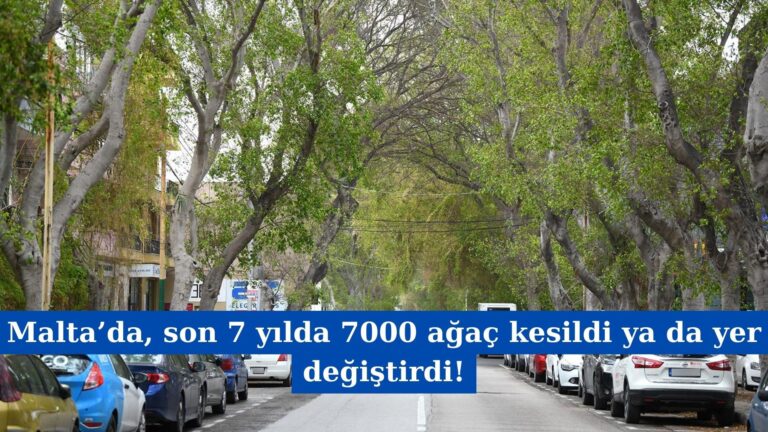 Malta’da, son 7 yılda 7000 ağaç kesildi ya da yer değiştirdi!