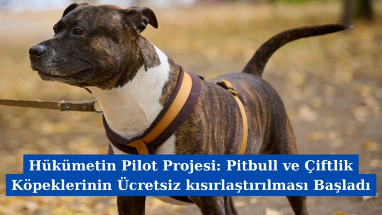 Hükümetin Pilot Projesi: Pitbull ve Çiftlik Köpeklerinin Ücretsiz kısırlaştırılması Başladı