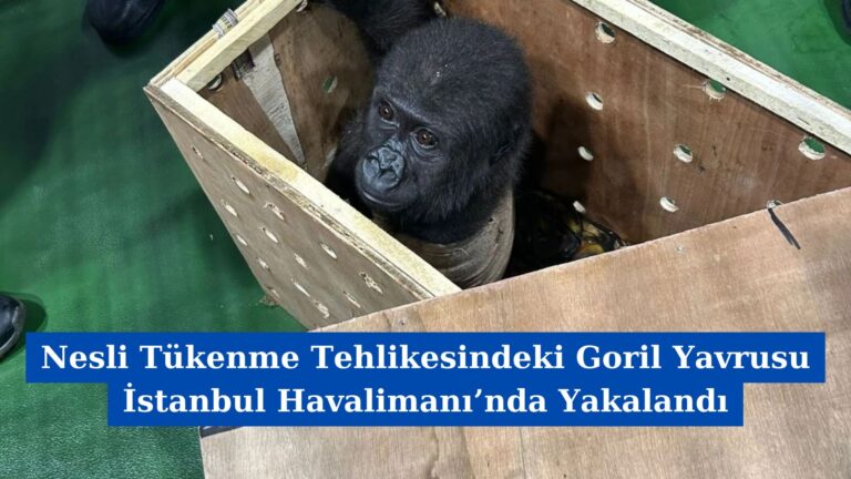Nesli Tükenme Tehlikesindeki Goril Yavrusu İstanbul Havalimanı’nda Yakalandı