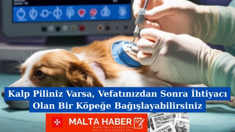 Kalp Piliniz Varsa, Vefatınızdan Sonra İhtiyacı Olan Bir Köpeğe Bağışlayabilirsiniz