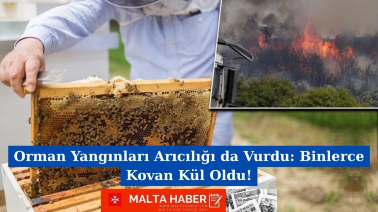 Orman Yangınları Arıcılığı da Vurdu: Binlerce Kovan Kül Oldu!