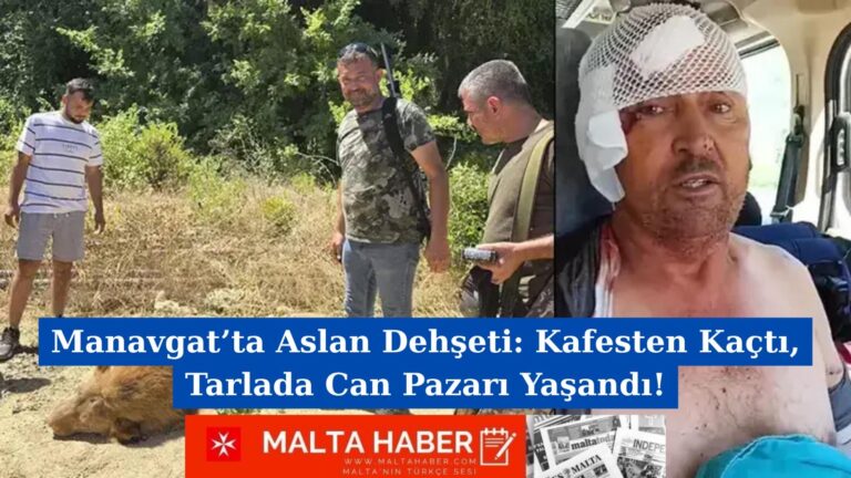 Manavgat’ta Aslan Dehşeti: Kafesten Kaçtı, Tarlada Can Pazarı Yaşandı!