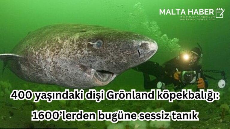 400 yaşındaki dişi Grönland köpekbalığı: 1600’lerden bugüne sessiz tanık