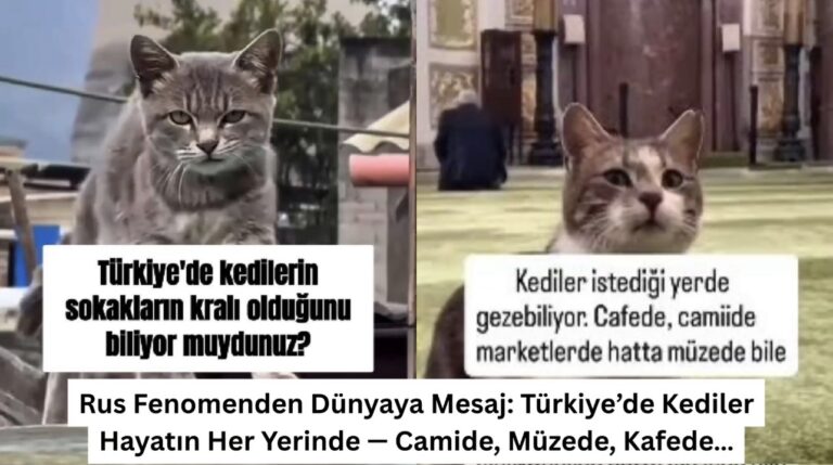 Rus Fenomenden Dünyaya Mesaj: Türkiye’de Kediler Hayatın Her Yerinde — Camide, Müzede, Kafede…