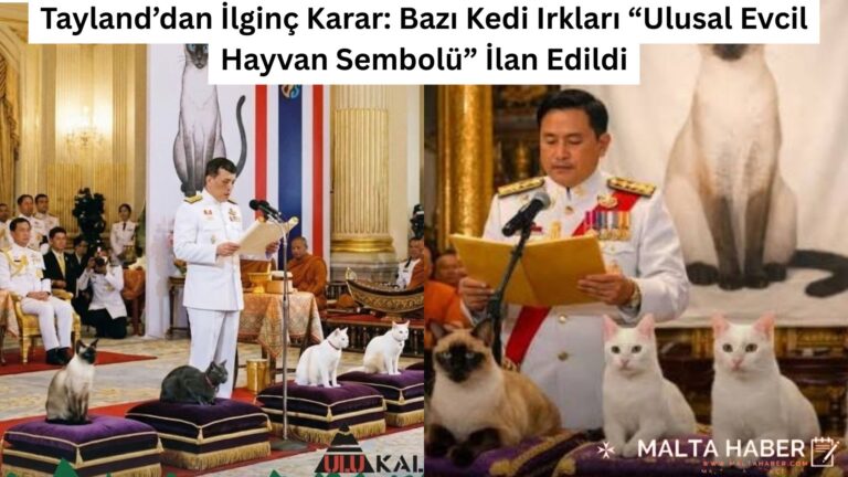Tayland’dan İlginç Karar: Bazı Kedi Irkları “Ulusal Evcil Hayvan Sembolü” İlan Edildi