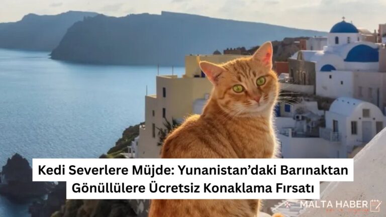 Kedi Severlere Müjde: Yunanistan’daki Barınaktan Gönüllülere Ücretsiz Konaklama Fırsatı