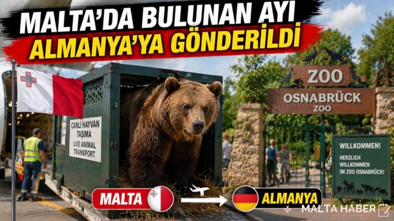 Malta’da Bulunan Ayı Almanya’ya Gönderildi