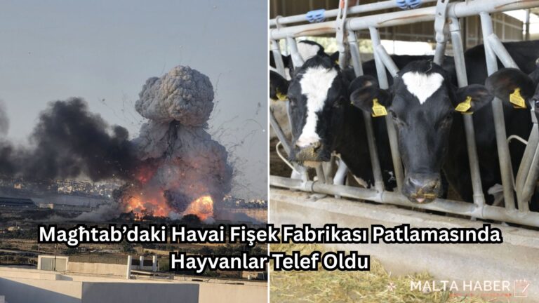 Magħtab’daki Havai Fişek Fabrikası Patlamasında Hayvanlar Telef Oldu