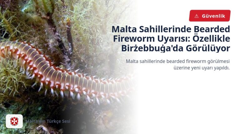 Malta Sahillerinde Bearded Fireworm Uyarısı: Özellikle Birżebbuġa’da Görülüyor
