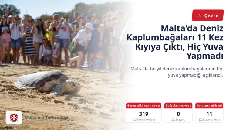 Malta’da Deniz Kaplumbağaları 11 Kez Kıyıya Çıktı, Hiç Yuva Yapmadı