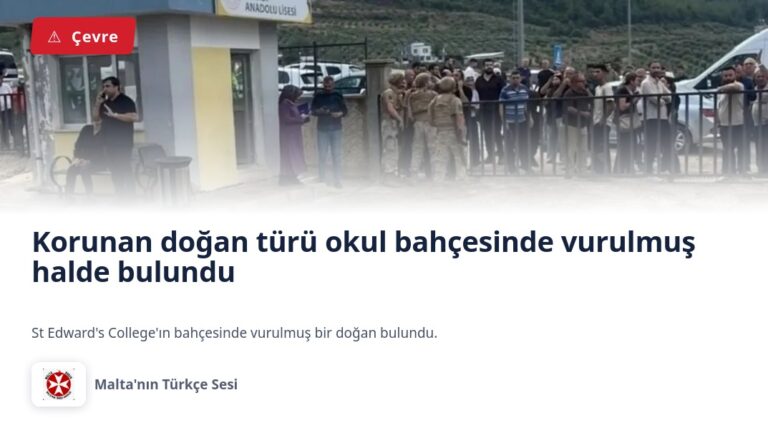 Korunan doğan türü okul bahçesinde vurulmuş halde bulundu