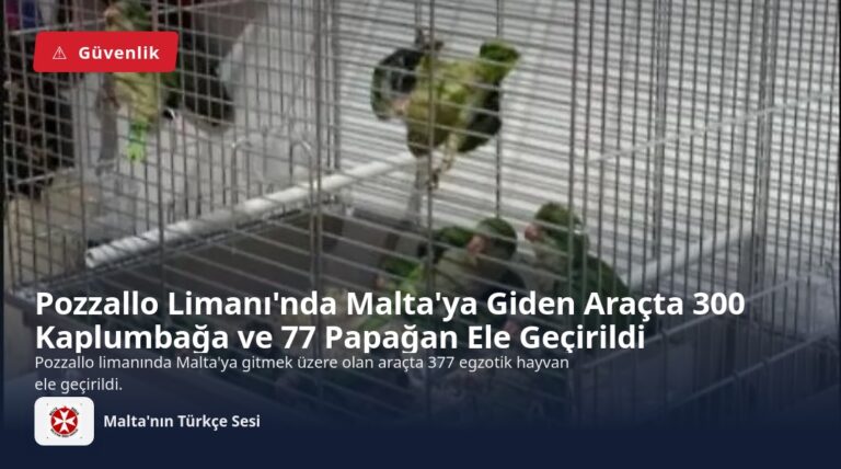 Pozzallo Limanı’nda Malta’ya Giden Araçta 300 Kaplumbağa ve 77 Papağan Ele Geçirildi